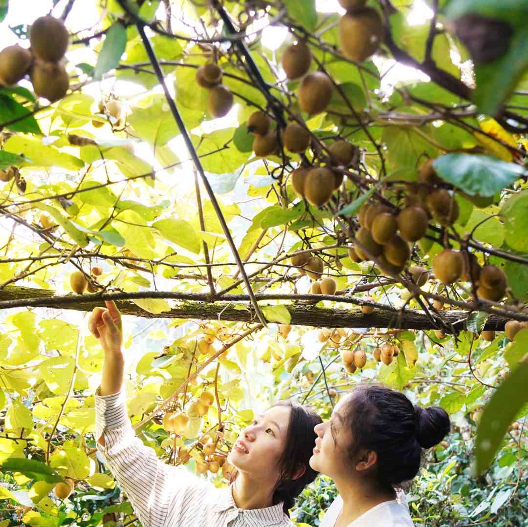  麋鹿县白岩村猕猴桃丰收 撑起当地经济 