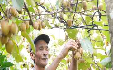 麋鹿县白岩村猕猴桃丰收 撑起当地经济
