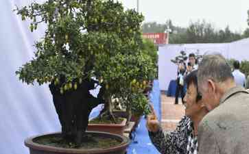 第20届中国·中原花木交易博览会盛大开幕