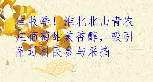 丰收季!淮北北山青农庄葡萄甜美香醇,吸引附近村民参与采摘