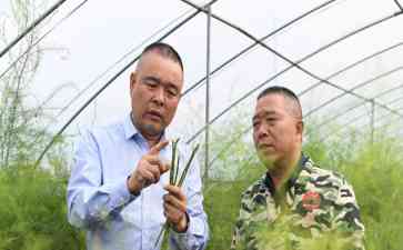 江苏涟水县人大代表带领村民种植芦笋 助力乡村振兴