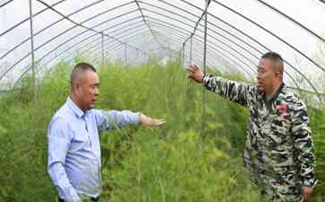  江苏涟水县人大代表带领村民种植芦笋 助力乡村振兴 