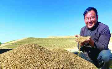  金色青稞：化隆县二塘乡青稞丰收，农民笑开颜