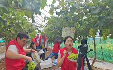 射阳烟草助农直播带动“阳光玫瑰”葡萄销量猛增 