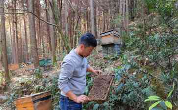  福建邵武龙斗村：绿色生态带来金色未来 