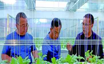 青海互助县成功引进马铃薯微型薯“雾培法”新技术