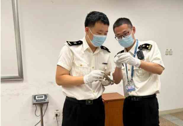 首都机场关员查获入境旅客携带干海马大批违规物品