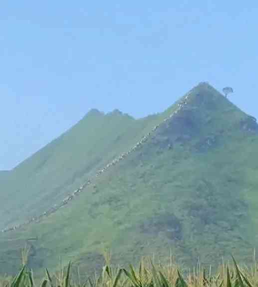 广西剑龙山成登山热点,游客如蚂蚁搬家