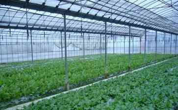 贵阳贵安“菜篮子”工程稳步推进 蔬菜产量持续增长