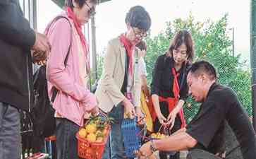 香甜诱人的黄岩蜜橘引领台传媒粉丝走进大自然