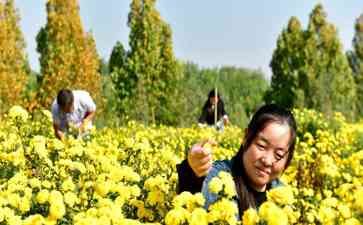  山东嘉祥县：有机菊花产业助推乡村振兴 