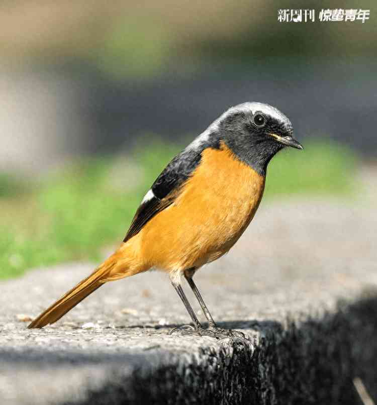  最适合观鸟的城市，成都迎来Birdwalk潮流