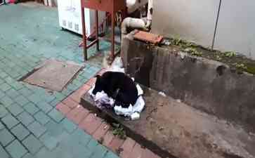 流浪狗伤小孩骨折 治疗费成难题
