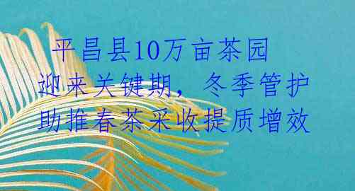  平昌县10万亩茶园迎来关键期，冬季管护助推春茶采收提质增效 