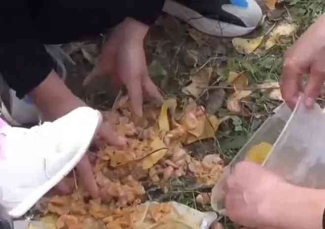  北京奥森公园白果臭味引争议 