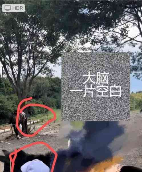 游客称在丽江花钱“骑马游”实为骑骡子,景区回应“骡子也属于马”