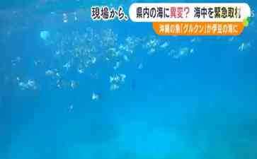 静冈县海域异常变化频现!伊东市潜水员惊讶发现夏季鱼类定居