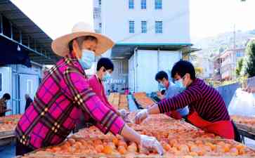  福建龙岩市高头镇赏金柿饼制作乡愉悦味蕾 