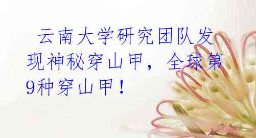 云南大学研究团队发现神秘穿山甲,全球第9种穿山甲!