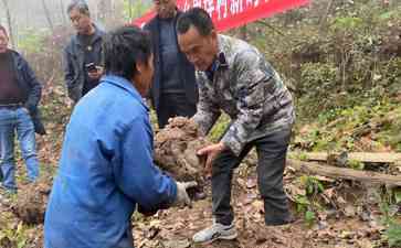 初冬山区新农业"金疙瘩"助力村民脱贫致富