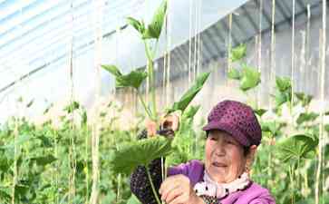 甘肃泾川县万亩设施蔬菜产业园喜迎丰收时节