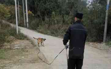 警犬“汪汪队”顺利找到走失八旬老人