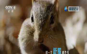 破晓下的城市猎人——城市与野生动物的纠葛
