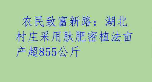  农民致富新路：湖北村庄采用肽肥密植法亩产超855公斤 