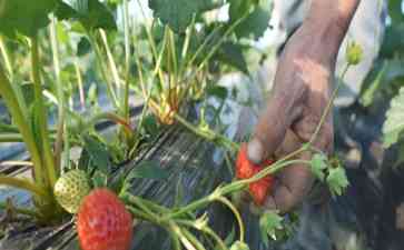 江西共青城草莓种植:初冬甘露镇盛产甜蜜致富果