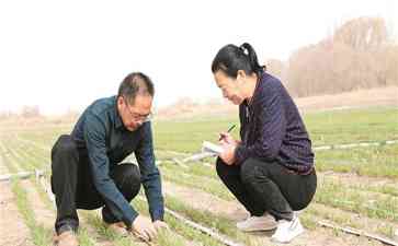 35载骚浪大师,杨志刚育植兵团良种!
