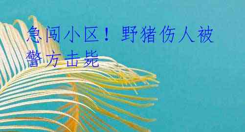 急闯小区！野猪伤人被警方击毙 