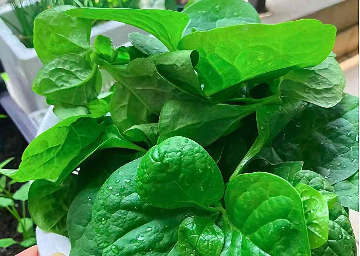 钙超过菠菜3倍!中老年人多吃这菜,助补钙壮骨