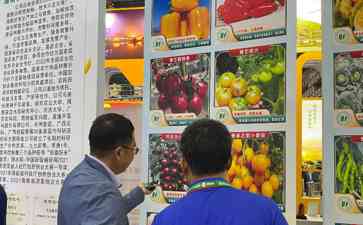 引领食品供给侧改革——五彩水果椒热卖
