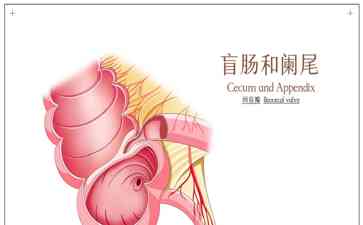 阑尾的意义:一个小小的空间,却是肠道益生菌的诺亚方舟