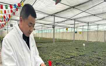 高原奇迹!青海种草莓 江苏技术助力乡村振兴