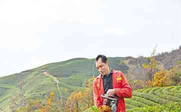贵州余庆:荒山变金山,茶园助力群众增收