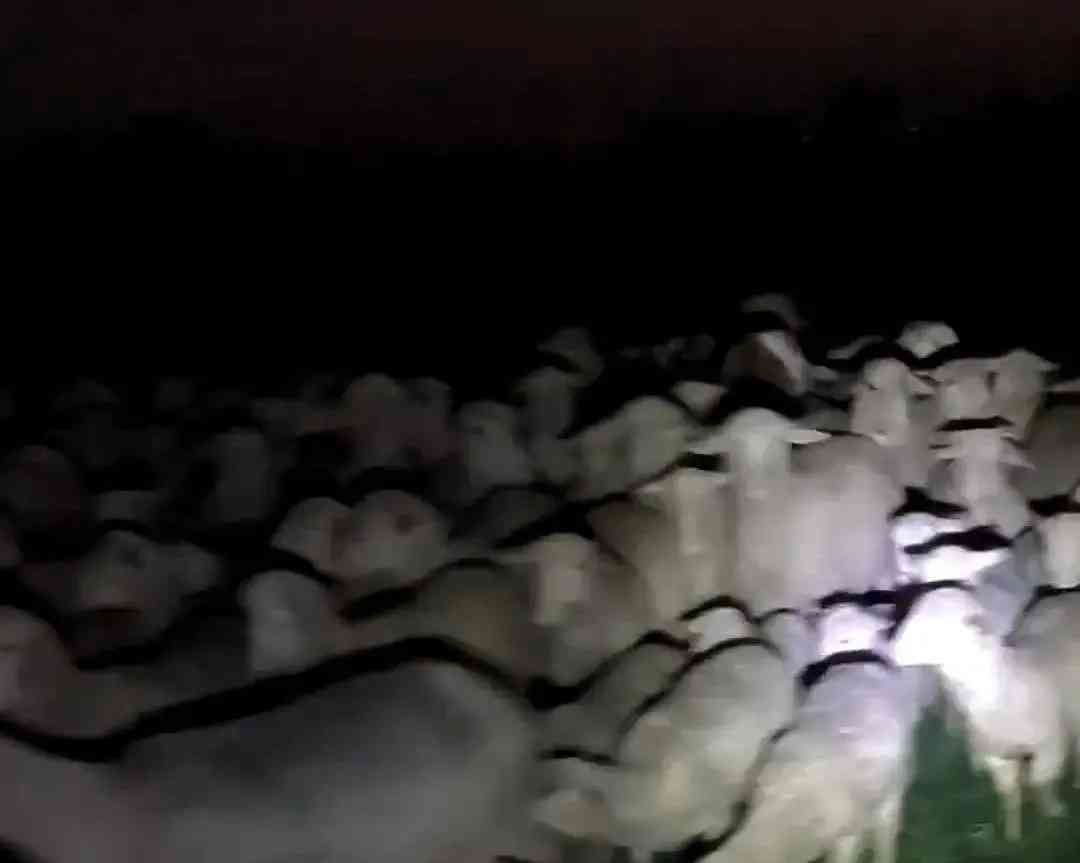 羊群肆虐!百只羊一夜吃光20亩小麦,农民投资两万全军覆没!