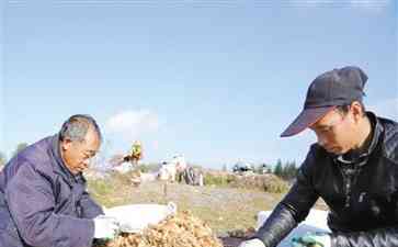百里杜鹃管理区普底乡天麻种植欣欣向荣,吸引众多客商前来收购