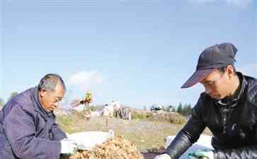  百里杜鹃管理区普底乡天麻种植欣欣向荣，吸引众多客商前来收购 