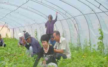 中国西部乡村:日光温室大棚助力农民致富