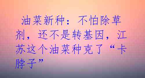 油菜新种:不怕除草剂,还不是转基因,江苏这个油菜种克了“卡脖子”