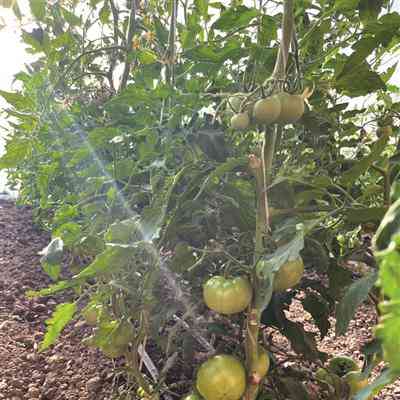  太平镇友爱村大棚种植助群众增收致富 