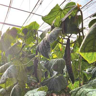 太平镇友爱村大棚种植助群众增收致富
